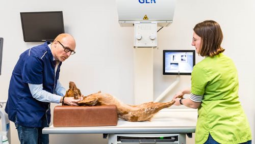 IRM animal Clinic