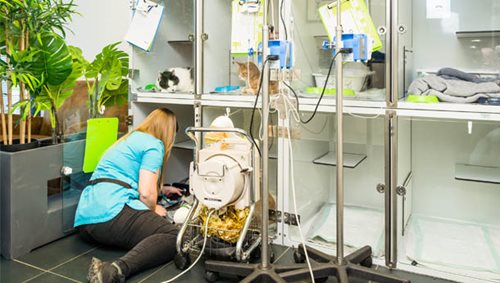 Hospitalisation Chatterie Animal Clinic
