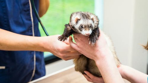 Furet Animal Clinic